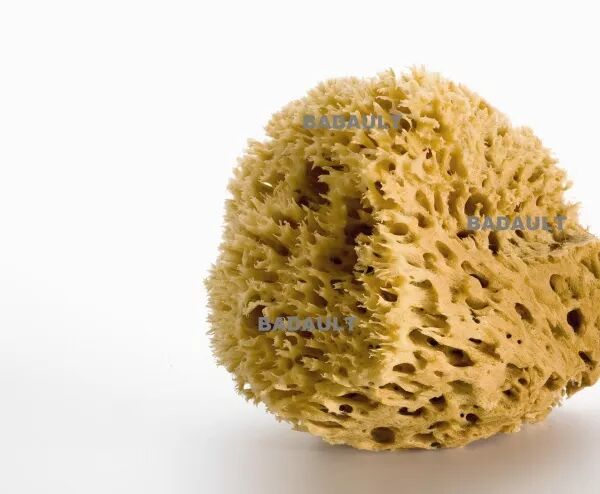 EPONGE DE MER NATURELLE